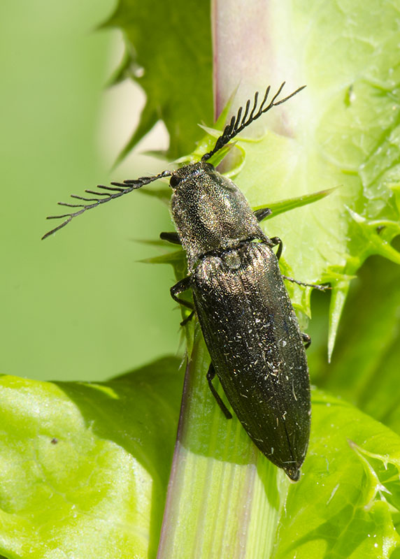 Elateridae: Ctenicera pectinicornis, maschio